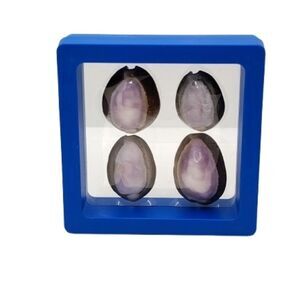 Blue Display Case with Purple Cowrie Shell 2.75x2.75